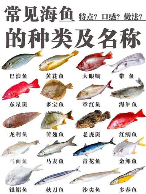 魚的排名